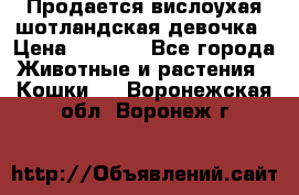 Продается вислоухая шотландская девочка › Цена ­ 8 500 - Все города Животные и растения » Кошки   . Воронежская обл.,Воронеж г.